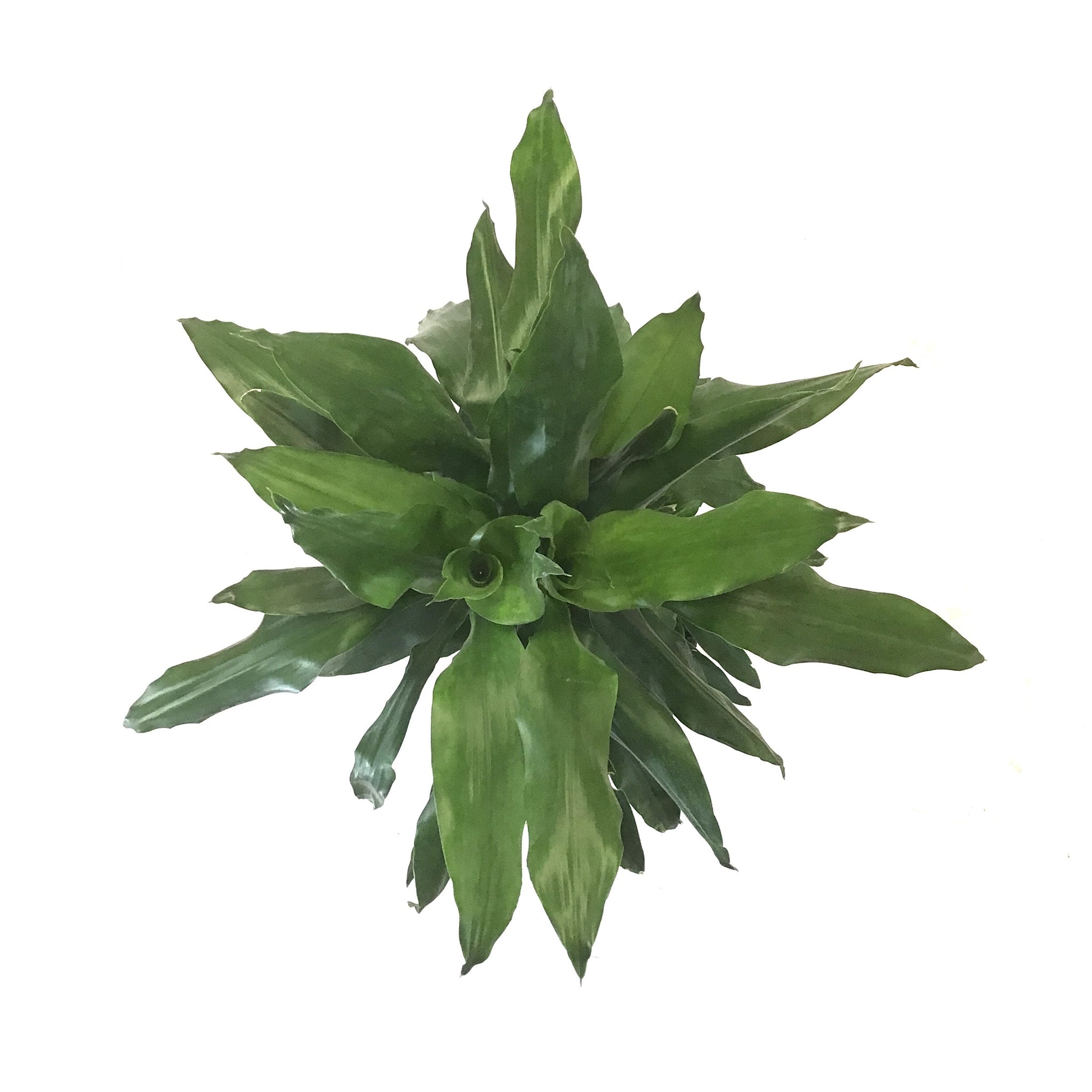 dracaena janet lind Dracaena, 10in, Janet Lind Cane 3/2/1 – Floral Acres Greenhouse & Garden Centre