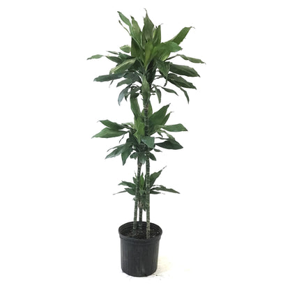 Dracaena, 10in, Janet Lind Cane 3/2/1 - Floral Acres Greenhouse & Garden Centre