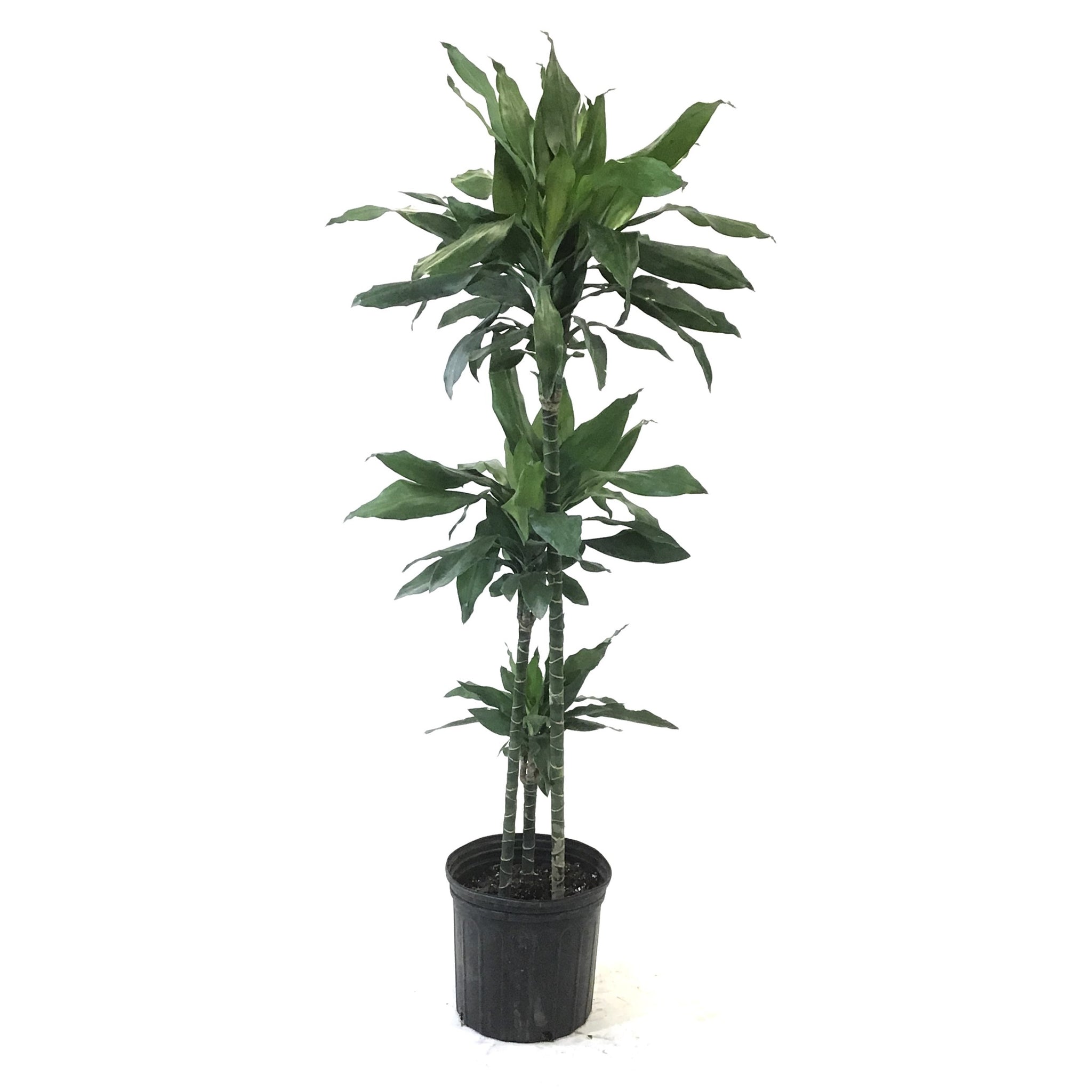 Dracaena, 10in, Janet Lind Cane 3/2/1 – Floral Acres Greenhouse ...