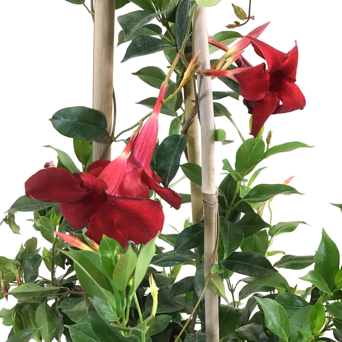 Dipladenia, 10in, Red in a Trellis - Floral Acres Greenhouse & Garden Centre
