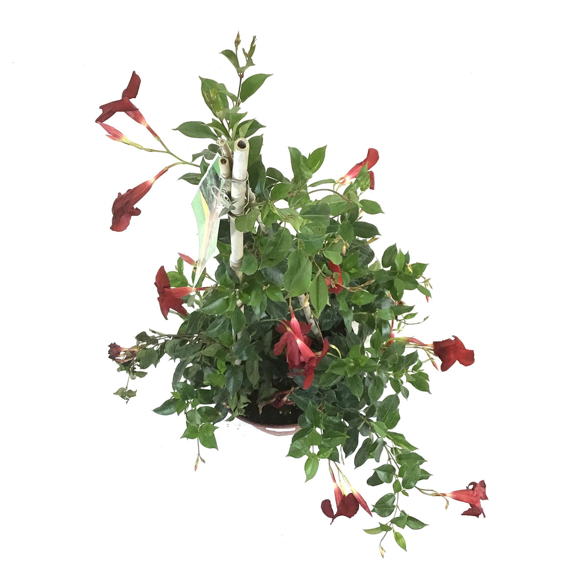 Dipladenia, 10in, Red in a Trellis - Floral Acres Greenhouse & Garden Centre