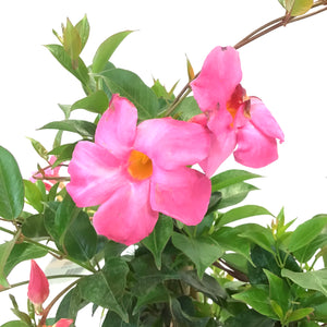 Dipladenia, 10in, Pink in a Trellis - Floral Acres Greenhouse & Garden Centre