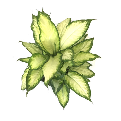 Dieffenbachia, 10in, Camille - Floral Acres Greenhouse & Garden Centre