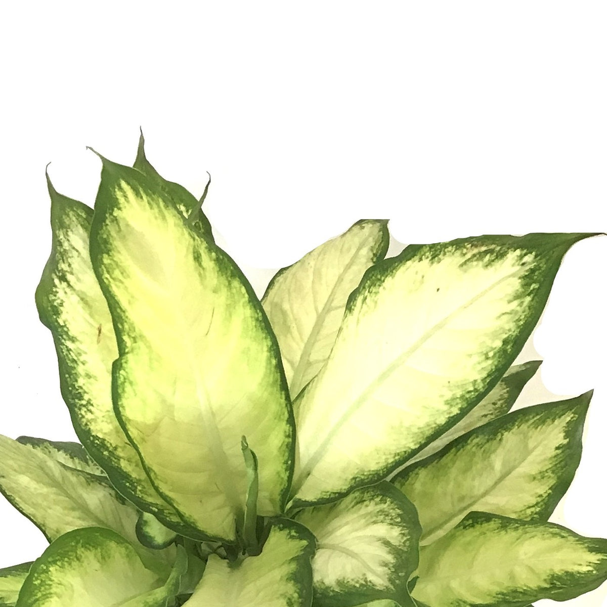 Dieffenbachia, 10in, Camille - Floral Acres Greenhouse & Garden Centre