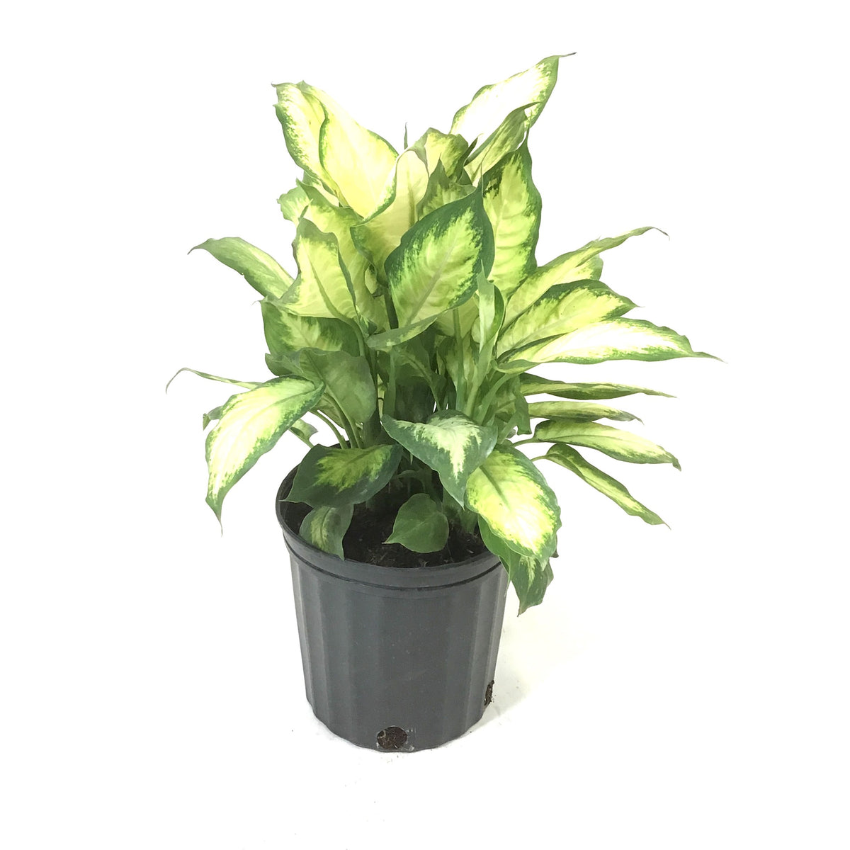 Dieffenbachia, 10in, Camille - Floral Acres Greenhouse & Garden Centre