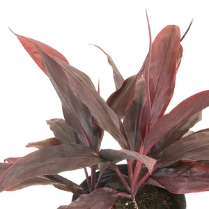 Cordyline, 10in, Auntie Lou - Floral Acres Greenhouse & Garden Centre