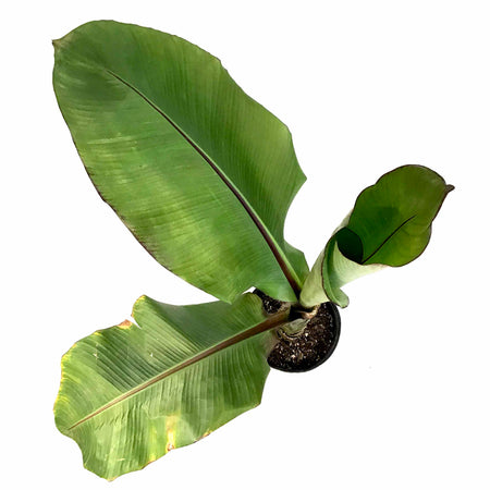 Banana, 10in, Ensete Maurelii Red - Floral Acres Greenhouse & Garden Centre
