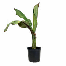 Load image into Gallery viewer, Banana, 10in, Ensete Maurelii Red - Floral Acres Greenhouse &amp; Garden Centre
