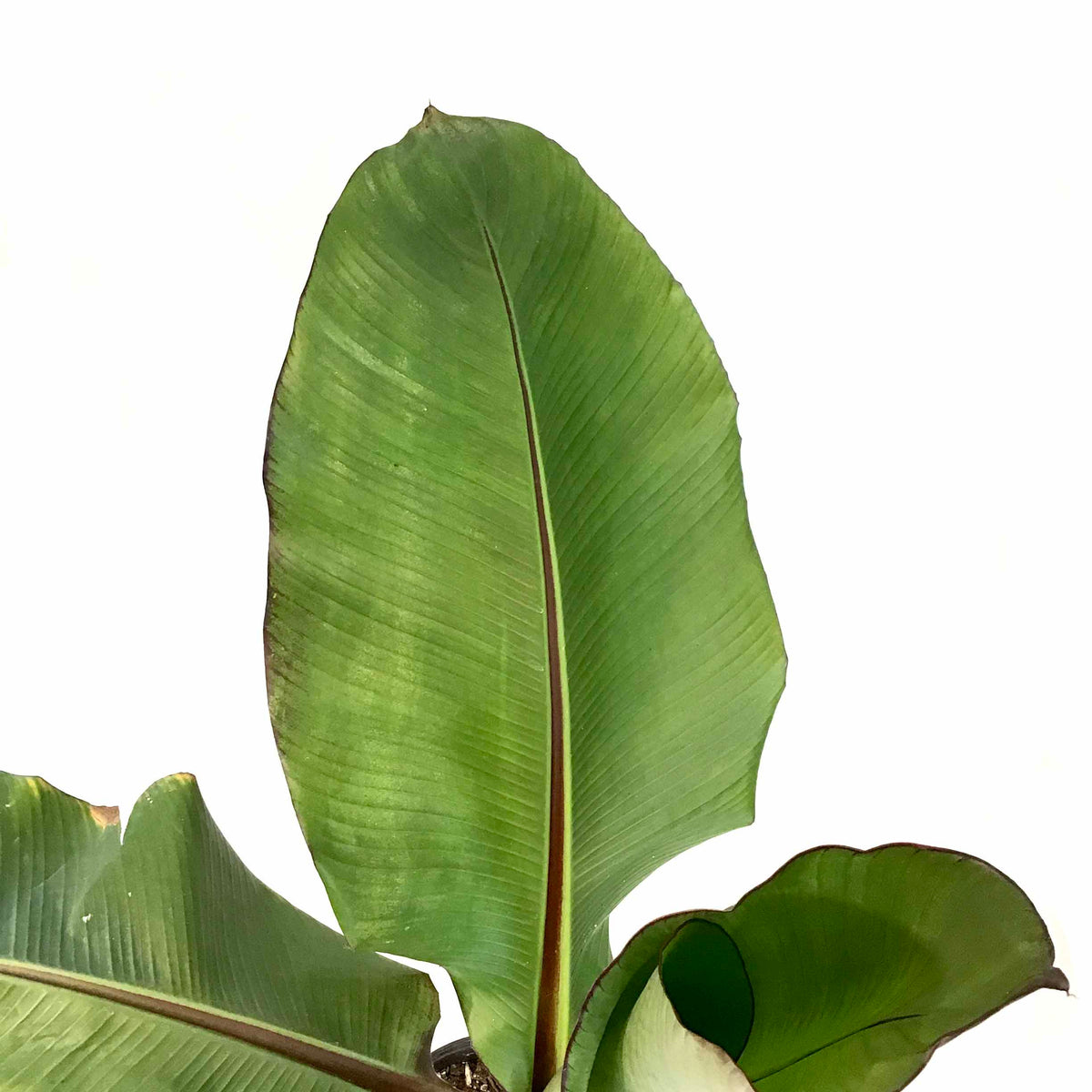Banana, 10in, Ensete Maurelii Red - Floral Acres Greenhouse & Garden Centre