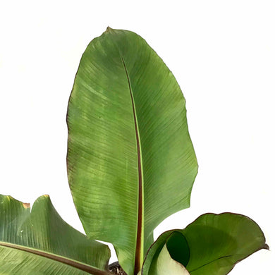 Banana, 10in, Ensete Maurelii Red - Floral Acres Greenhouse & Garden Centre
