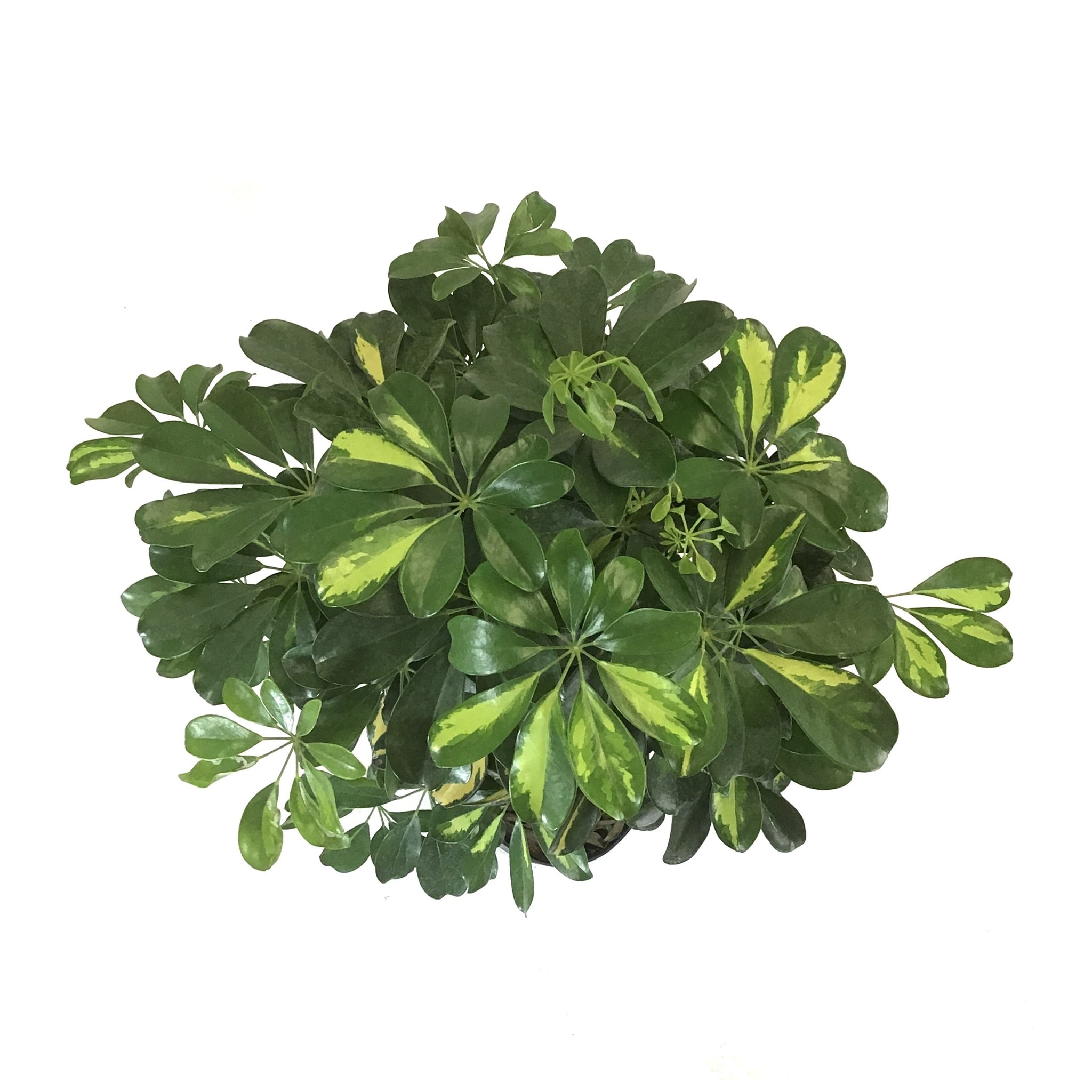 schefflera arboricola braid Schefflera, 10in, Arboricola Gold Capella Braid – Floral Acres Greenhouse & Garden Centre