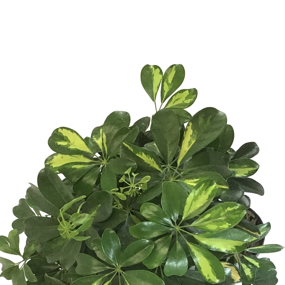 Schefflera, 10in, Arboricola Gold Capella Braid - Floral Acres Greenhouse & Garden Centre