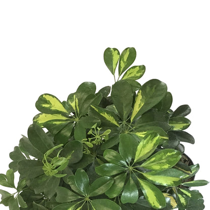 Schefflera, 10in, Arboricola Gold Capella Braid - Floral Acres Greenhouse & Garden Centre