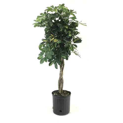 Schefflera, 10in, Arboricola Gold Capella Braid - Floral Acres Greenhouse & Garden Centre