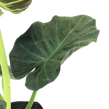 Load image into Gallery viewer, Alocasia, 10in, Regal Shields - Floral Acres Greenhouse &amp; Garden Centre
