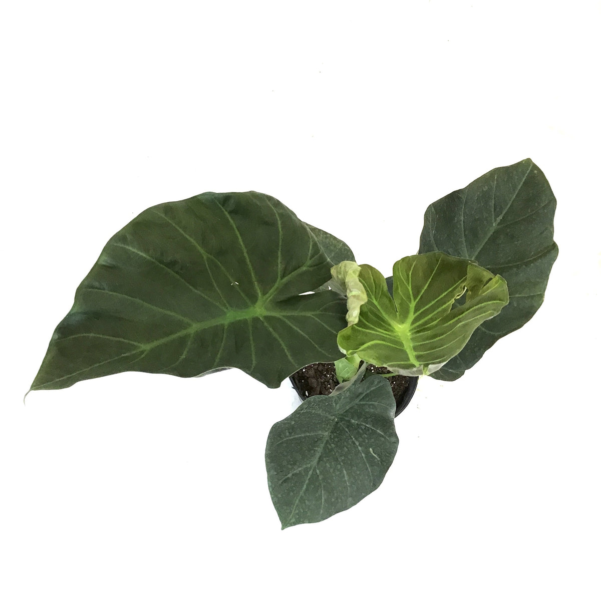 Alocasia, 10in, Regal Shields - Floral Acres Greenhouse & Garden Centre
