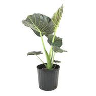 Alocasia, 10in, Regal Shields - Floral Acres Greenhouse & Garden Centre