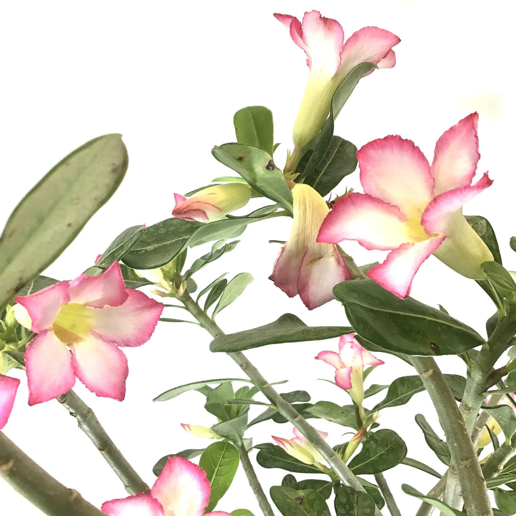 Adenium, 10in, Desert Rose - Floral Acres Greenhouse & Garden Centre