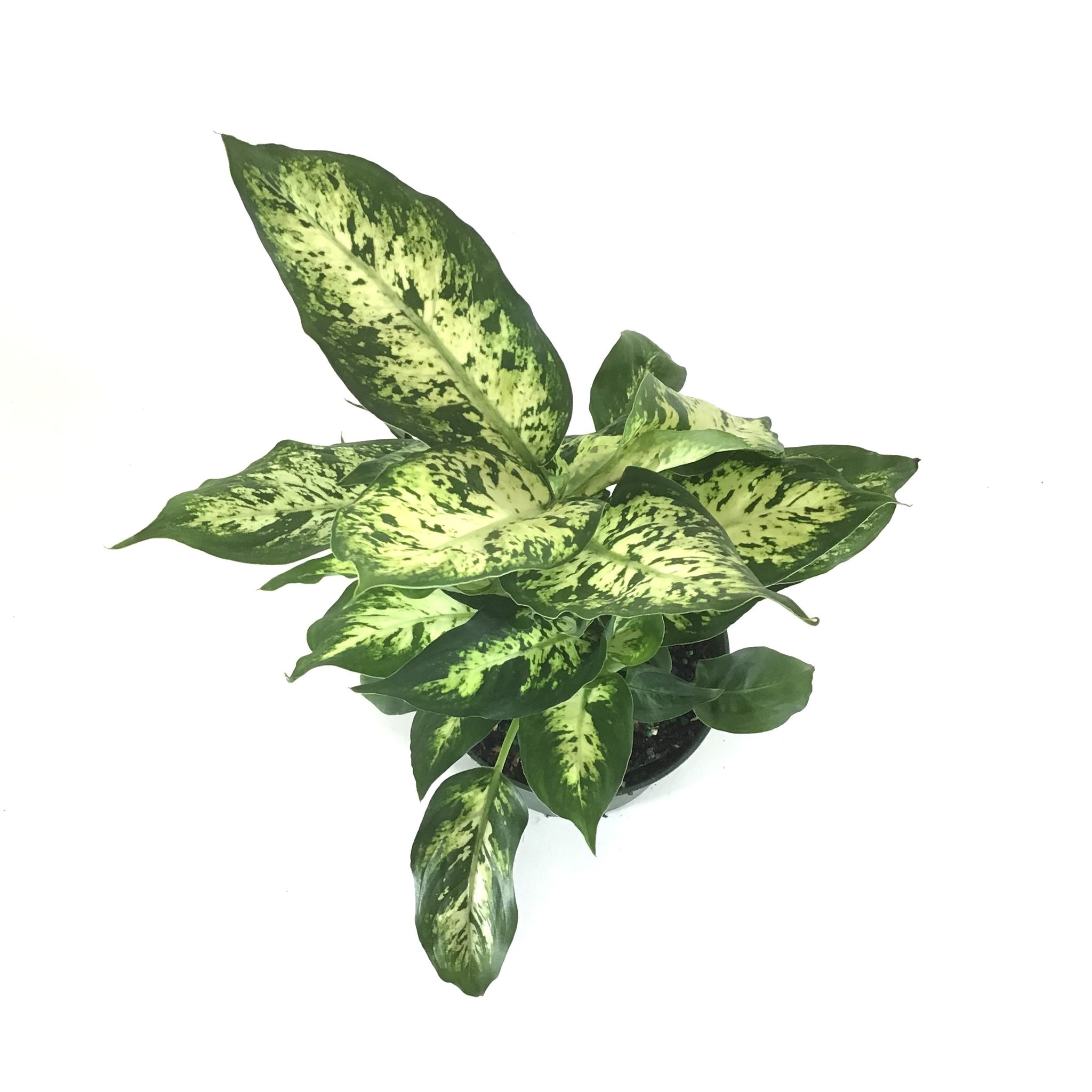 splash dieffenbachia care Dieffenbachia, 6in, Splash – Floral Acres Greenhouse & Garden Centre