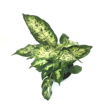 Load image into Gallery viewer, Dieffenbachia, 6in, Splash - Floral Acres Greenhouse &amp; Garden Centre
