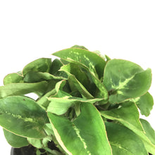 Load image into Gallery viewer, Syngonium, 4in, Glo Go - Floral Acres Greenhouse &amp; Garden Centre
