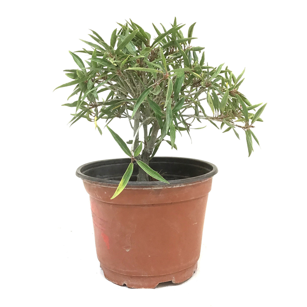 Bonsai, 6in, Ficus Nerifolia - Floral Acres Greenhouse & Garden Centre