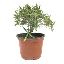 Load image into Gallery viewer, Bonsai, 6in, Ficus Nerifolia - Floral Acres Greenhouse &amp; Garden Centre
