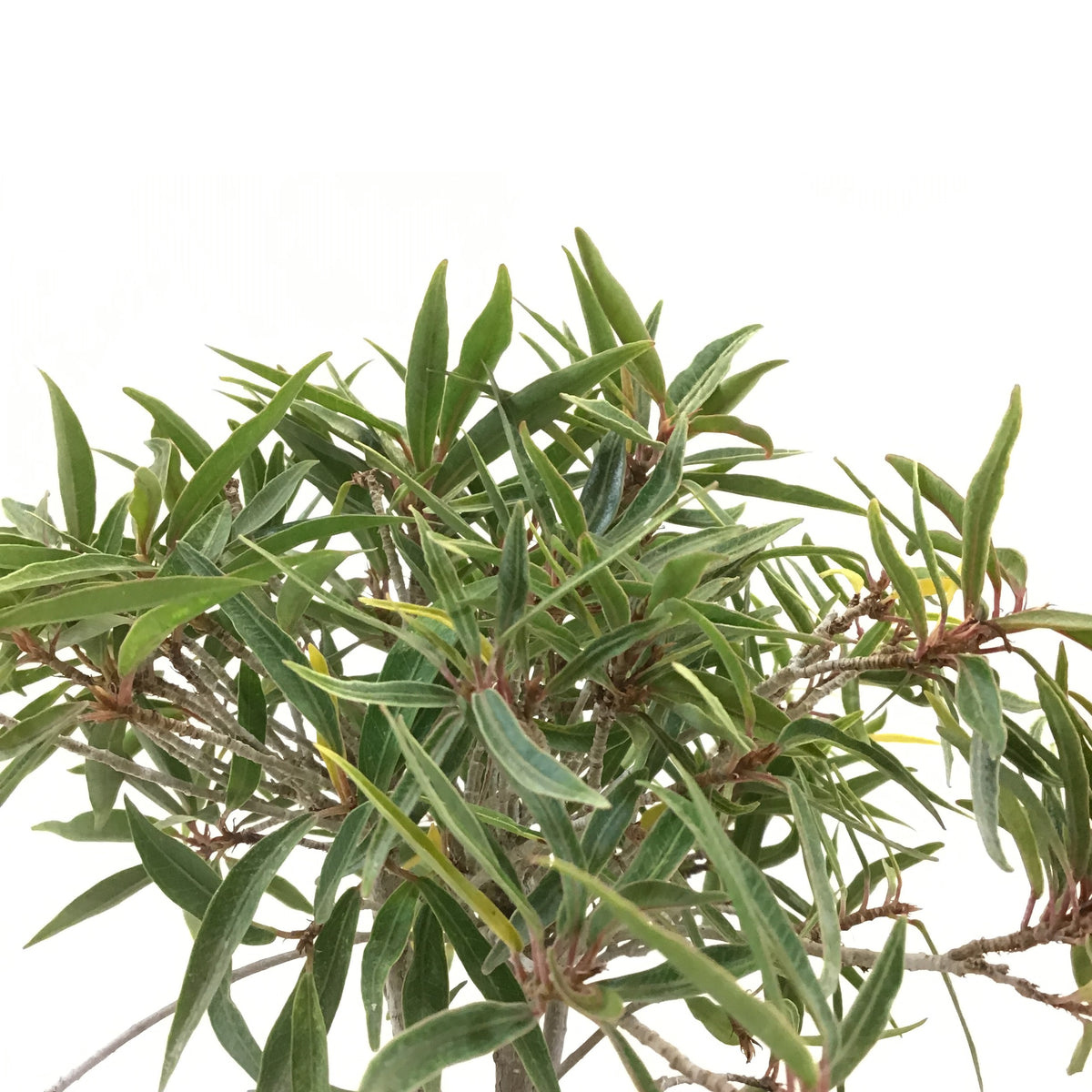 Bonsai, 6in, Ficus Nerifolia - Floral Acres Greenhouse & Garden Centre
