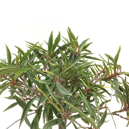 Bonsai, 6in, Ficus Nerifolia - Floral Acres Greenhouse & Garden Centre