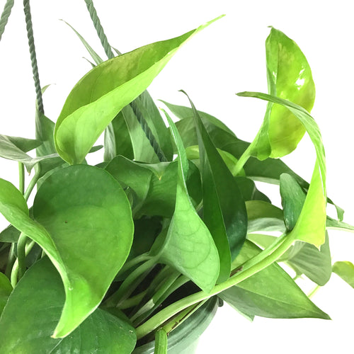 Pothos, 8in, Jade, Hanging Basket - Floral Acres Greenhouse & Garden Centre