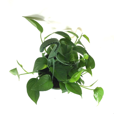 Pothos, 8in, Jade, Hanging Basket - Floral Acres Greenhouse & Garden Centre