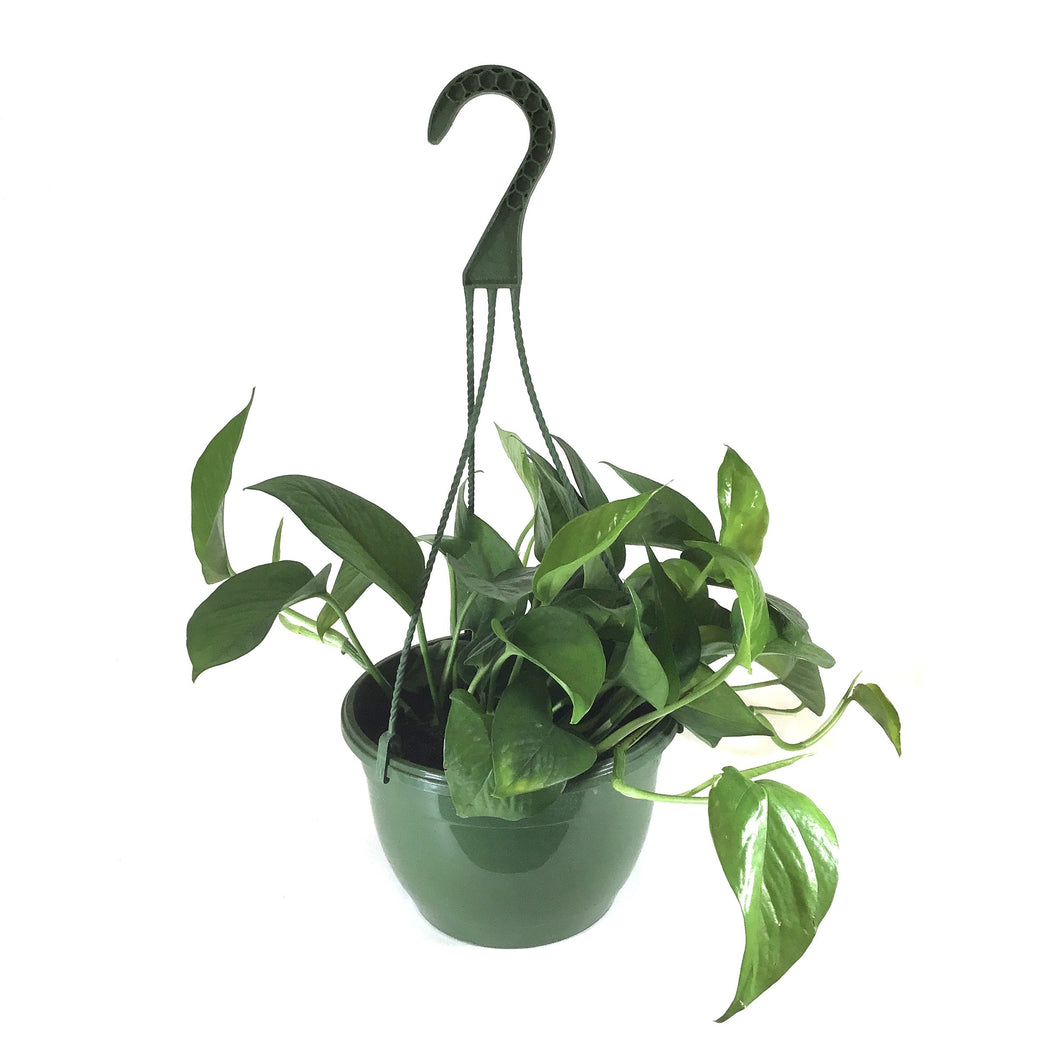 Pothos, 8in, Jade, Hanging Basket - Floral Acres Greenhouse & Garden Centre