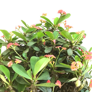 Euphorbia, 10in, Milli Crown of Thorns - Floral Acres Greenhouse & Garden Centre