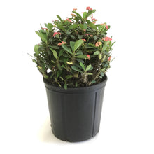 Load image into Gallery viewer, Euphorbia, 10in, Milli Crown of Thorns - Floral Acres Greenhouse &amp; Garden Centre
