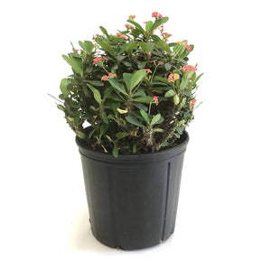 Euphorbia, 10in, Milli Crown of Thorns - Floral Acres Greenhouse & Garden Centre