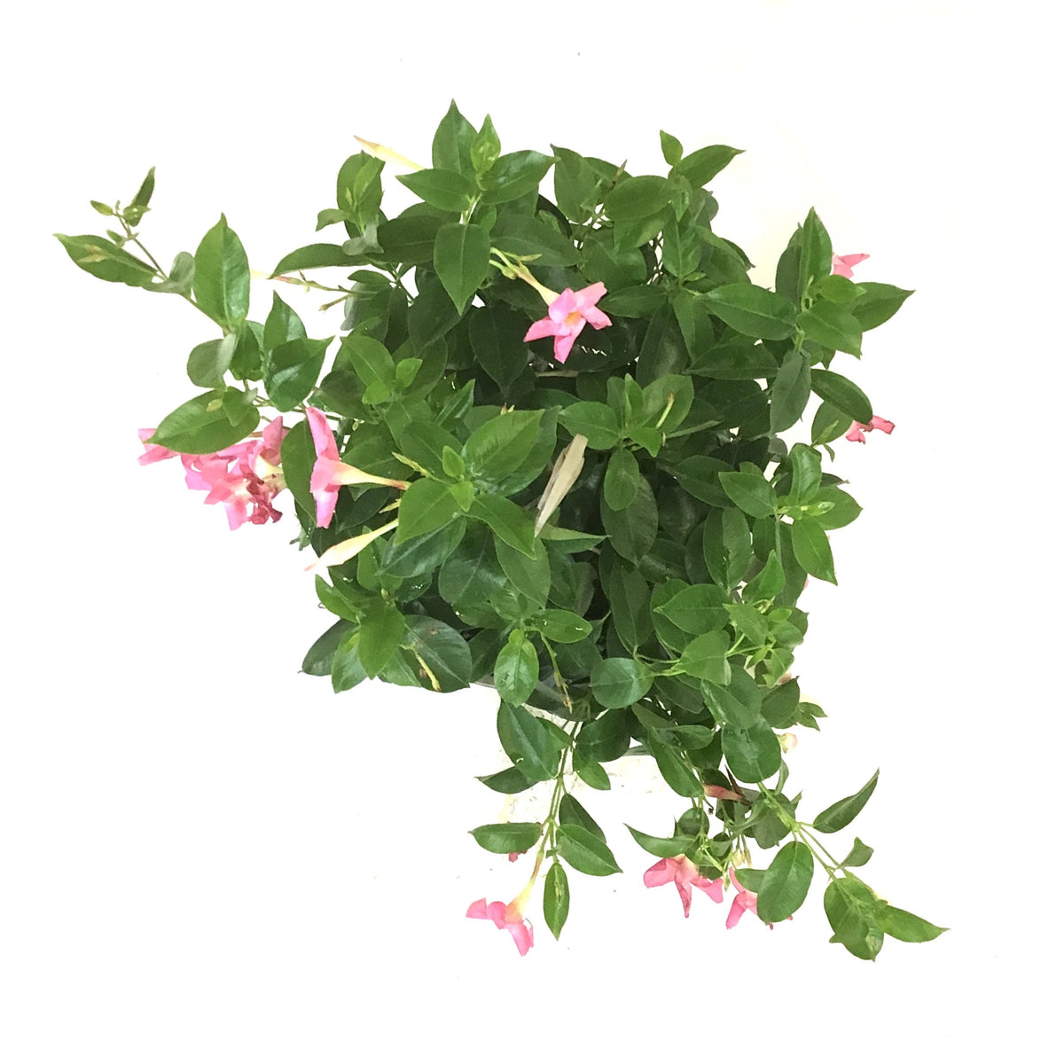 Mandevilla, 10in, Pink, Hanging Basket - Floral Acres Greenhouse & Garden Centre