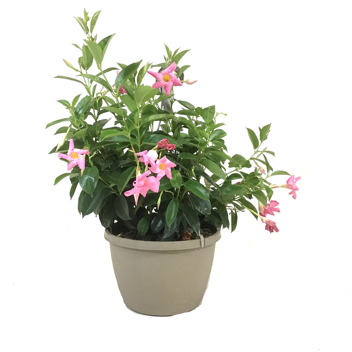 Mandevilla, 10in, Pink, Hanging Basket - Floral Acres Greenhouse & Garden Centre