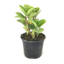 Load image into Gallery viewer, Peperomia, 6in, Lime Green - Floral Acres Greenhouse &amp; Garden Centre
