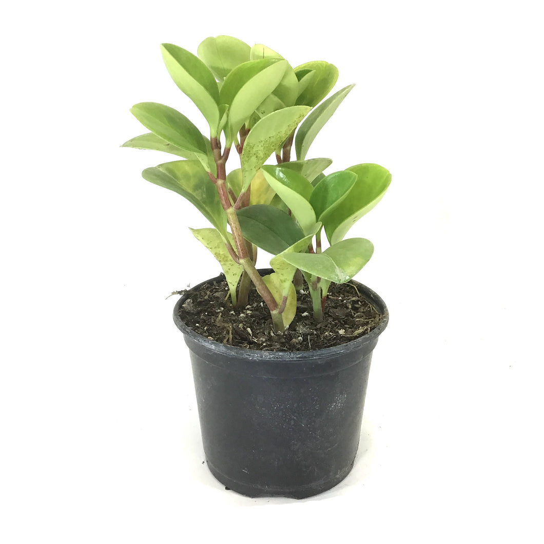 Peperomia, 6in, Lime Green - Floral Acres Greenhouse & Garden Centre