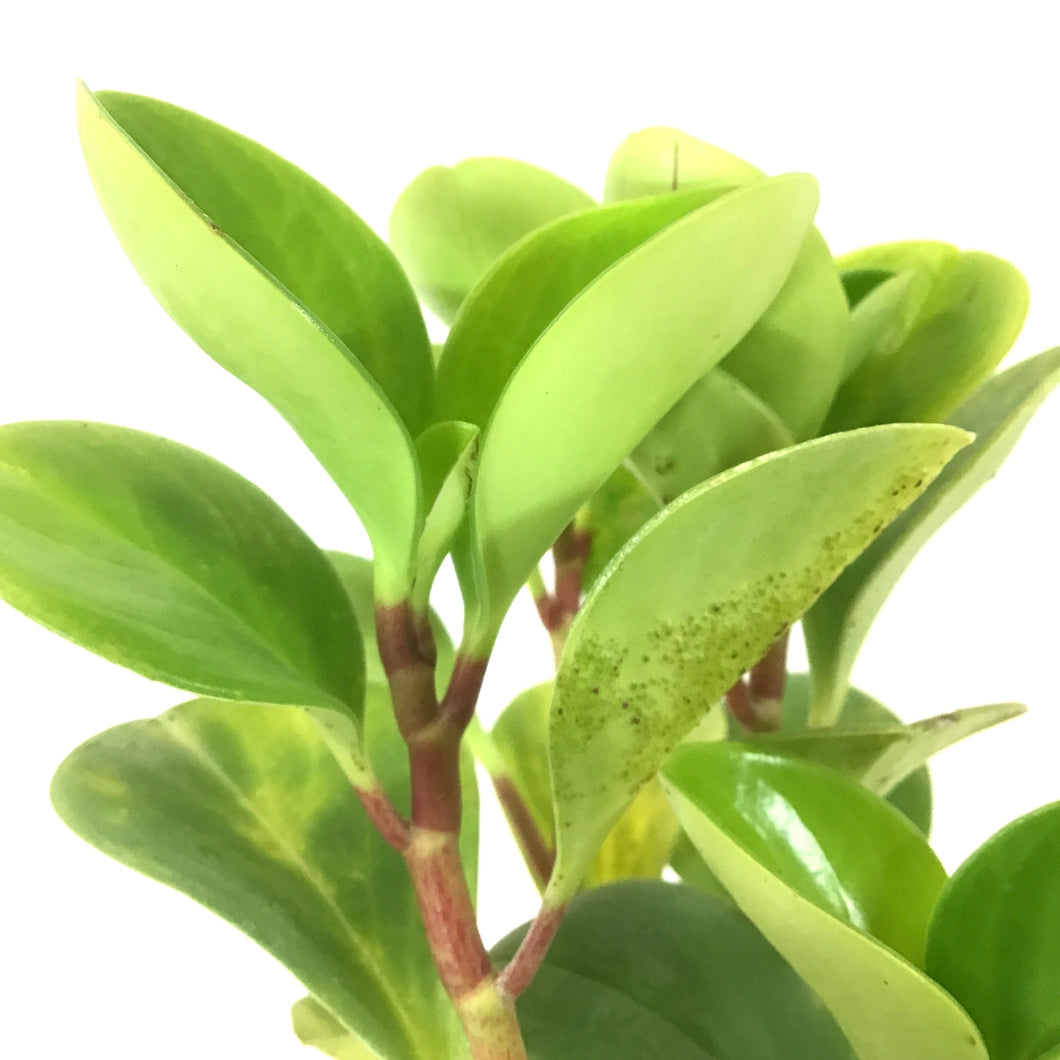 Peperomia, 6in, Lime Green - Floral Acres Greenhouse & Garden Centre