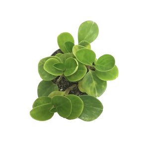 Peperomia, 6in, Lime Green - Floral Acres Greenhouse & Garden Centre