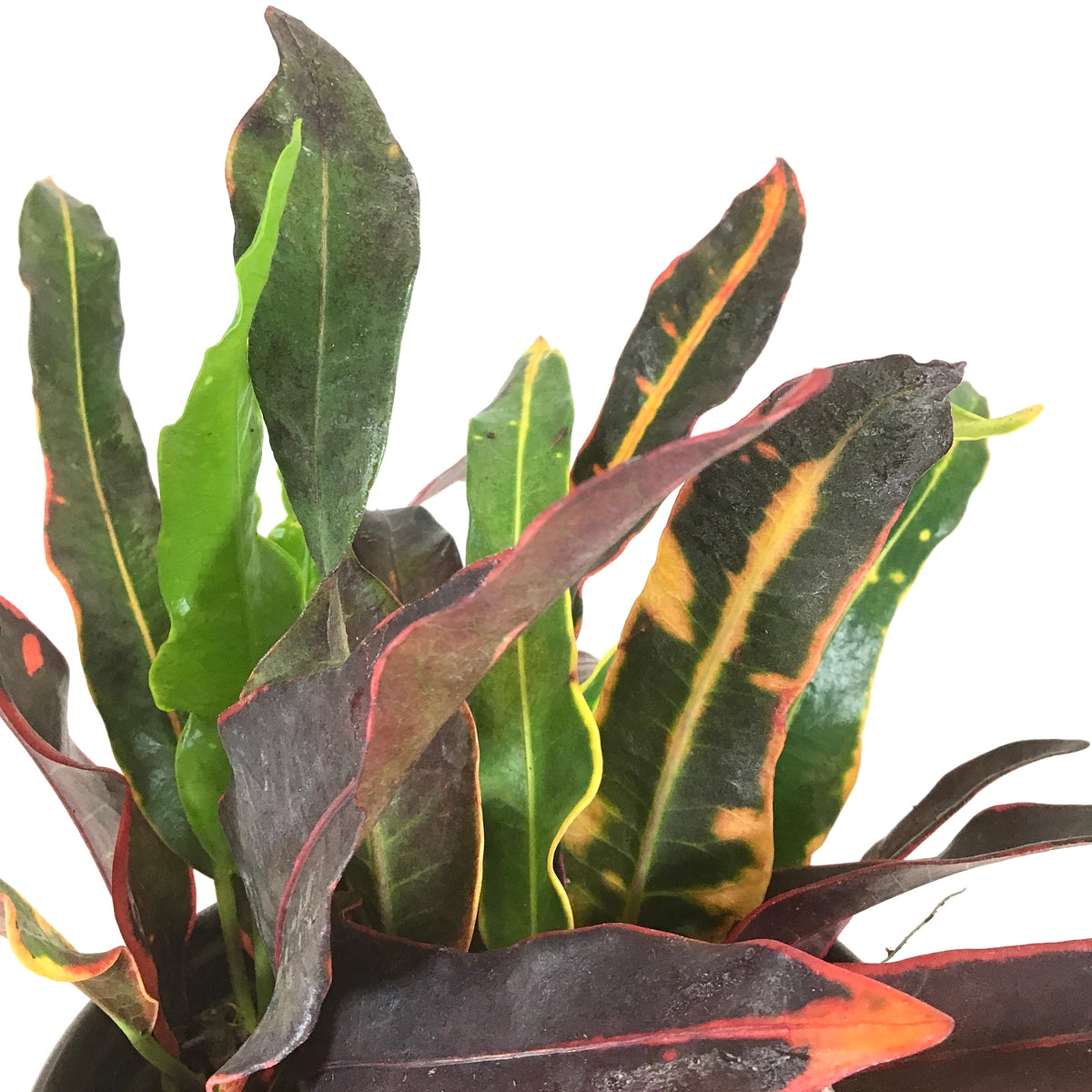 Croton, 6in, Stoplight - Floral Acres Greenhouse & Garden Centre