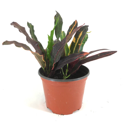 Croton, 6in, Stoplight - Floral Acres Greenhouse & Garden Centre