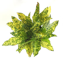 Load image into Gallery viewer, Croton, 6in, Gold Star - Floral Acres Greenhouse &amp; Garden Centre
