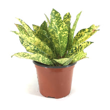 Load image into Gallery viewer, Croton, 6in, Gold Star - Floral Acres Greenhouse &amp; Garden Centre
