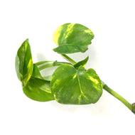 Pothos, 5in, Golden - Floral Acres Greenhouse & Garden Centre