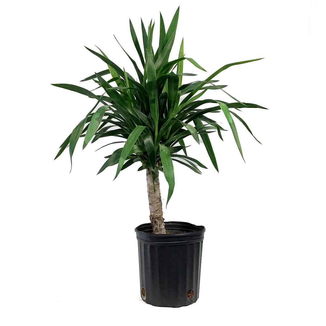 Yucca, 10in, 2/1 Cane