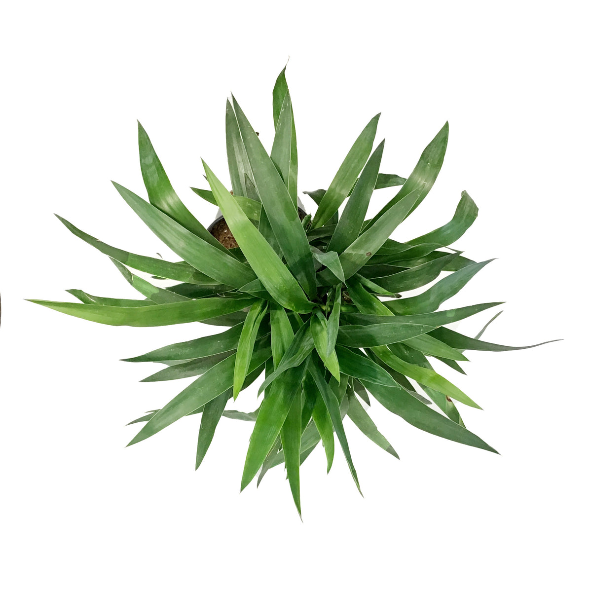 Yucca, 10in, 2/1 Cane