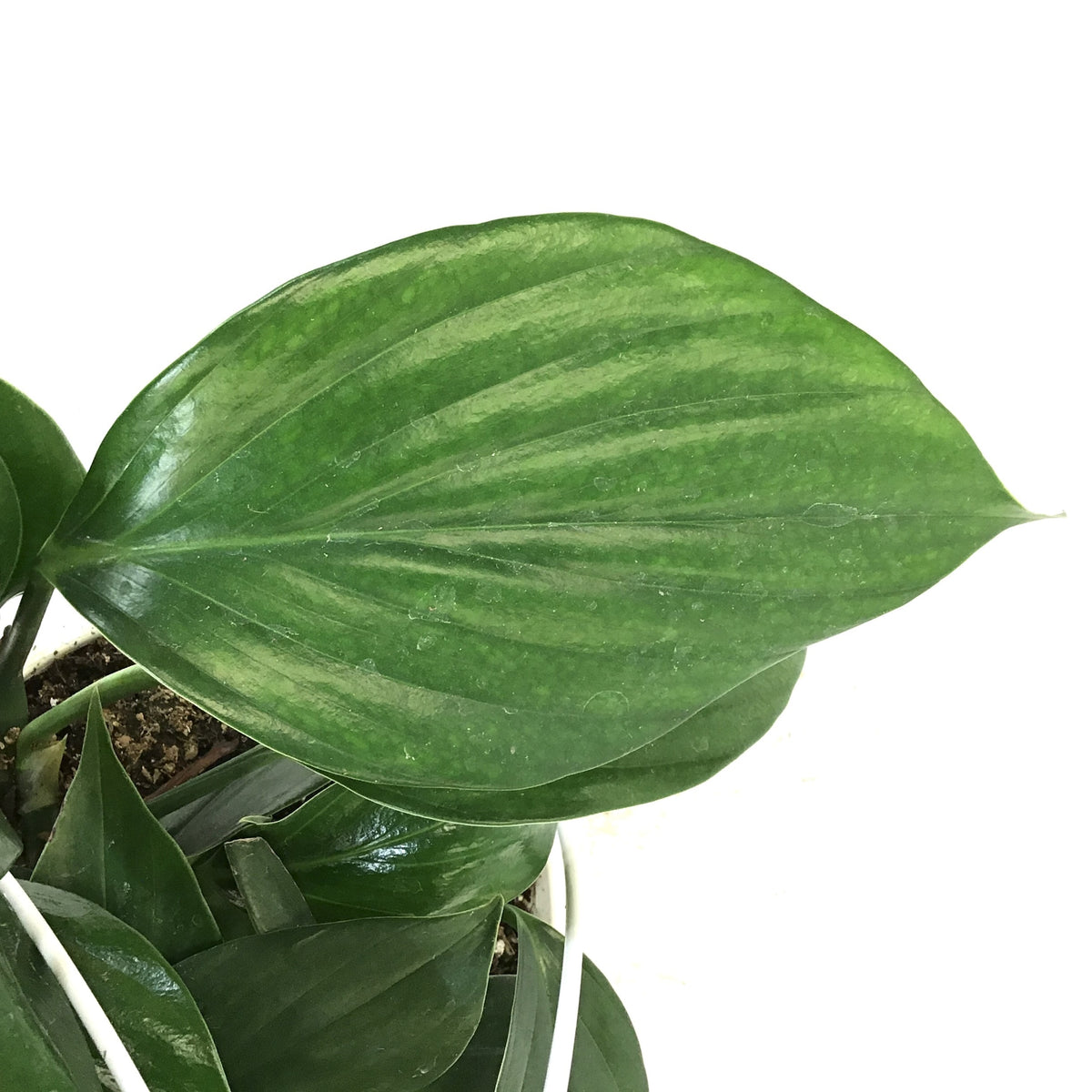 Dragon's Tail, 7.5in HB, Rhaphidophora Decursiva - Floral Acres Greenhouse & Garden Centre