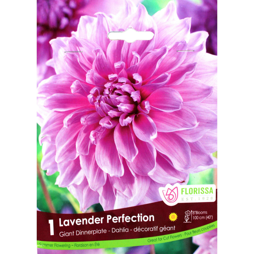 Dahlia, Decorative - Lavender Perfection Bulb, 1pk - Floral Acres Greenhouse & Garden Centre